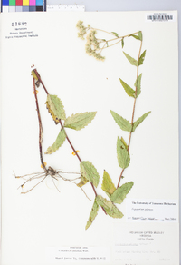 Eupatorium pilosum image