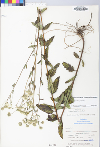 Eupatorium pilosum image