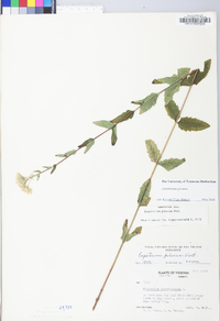 Eupatorium pilosum image