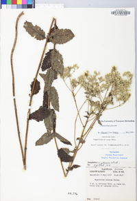 Eupatorium pilosum image