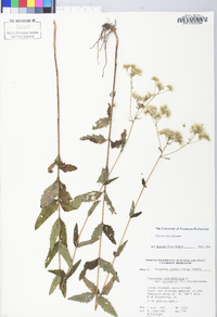 Eupatorium pilosum image