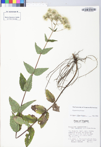 Eupatorium pilosum image