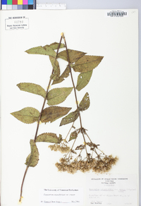 Eupatorium pubescens image