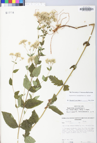 Eupatorium pubescens image