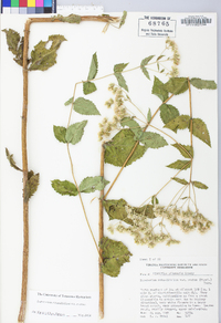 Eupatorium pubescens image