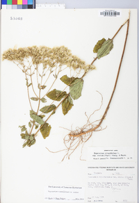 Eupatorium pubescens image