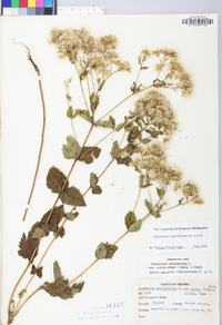 Eupatorium pubescens image