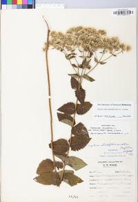 Eupatorium pubescens image