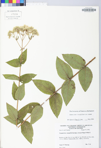 Eupatorium pubescens image