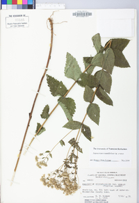 Eupatorium pubescens image