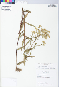 Eupatorium altissimum image