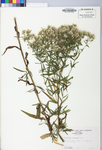 Eupatorium altissimum image