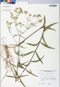 Eupatorium altissimum image