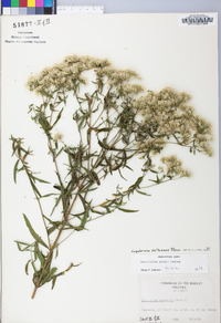 Eupatorium altissimum image