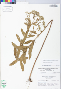 Eupatorium semiserratum image