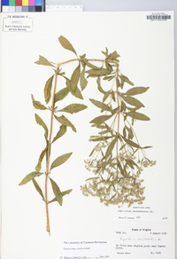 Eupatorium semiserratum image