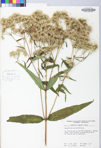 Eupatorium sessilifolium image