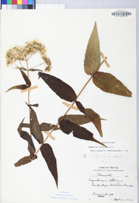 Eupatorium sessilifolium image