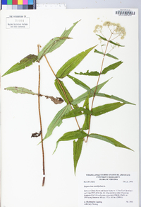 Eupatorium sessilifolium image