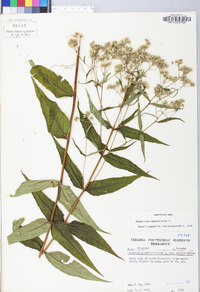 Eupatorium sessilifolium image