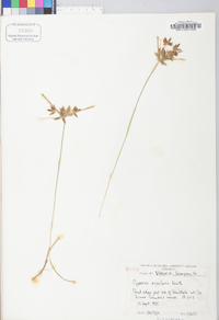 Cyperus bipartitus image