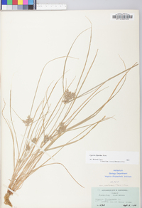 Cyperus bipartitus image