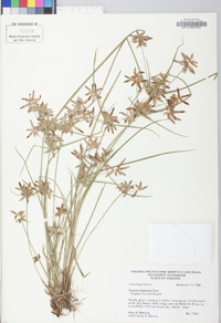 Cyperus bipartitus image