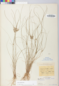 Cyperus bipartitus image