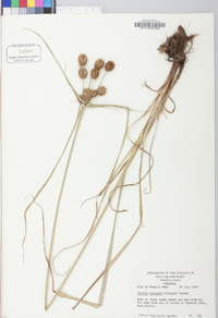 Cyperus echinatus image