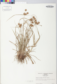 Cyperus echinatus image