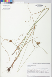 Cyperus echinatus image