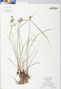 Cyperus echinatus image