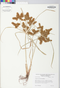 Cyperus erythrorhizos image