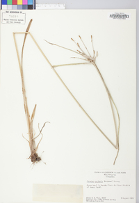 Cyperus echinatus image