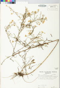 Symphyotrichum pilosum var. pringlei image