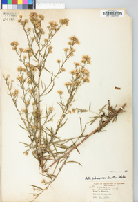 Symphyotrichum pilosum var. pringlei image