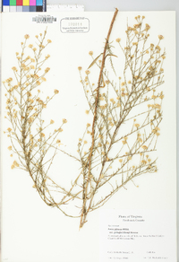 Symphyotrichum pilosum var. pringlei image