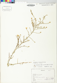 Symphyotrichum pilosum var. pringlei image