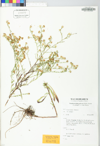 Symphyotrichum pilosum var. pringlei image