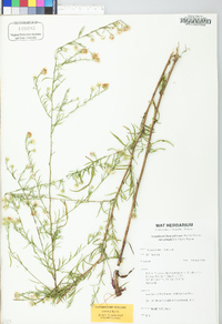 Symphyotrichum pilosum var. pringlei image