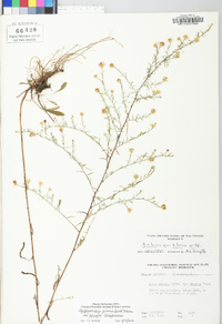 Symphyotrichum pilosum var. pringlei image