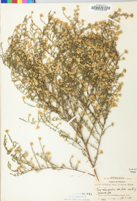 Symphyotrichum pilosum var. pringlei image