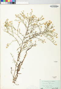 Symphyotrichum pilosum var. pringlei image