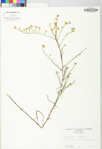 Symphyotrichum pilosum var. pringlei image