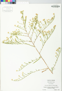 Symphyotrichum pilosum var. pringlei image