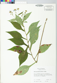 Symphyotrichum prenanthoides image