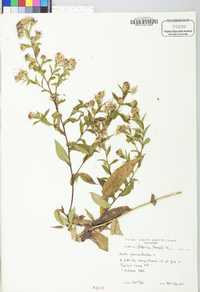 Symphyotrichum prenanthoides image