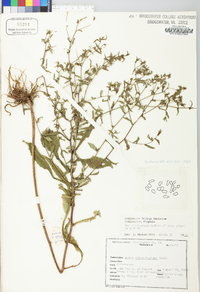 Symphyotrichum prenanthoides image