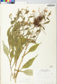 Symphyotrichum prenanthoides image