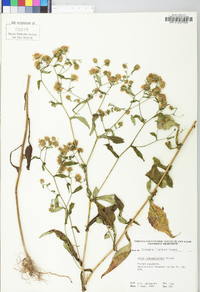 Symphyotrichum prenanthoides image